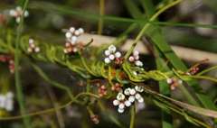 Cassytha glabella dispar