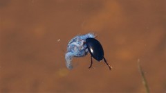 Dytiscidae