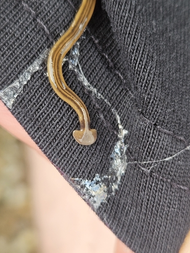Bipalium kewense observed 2026-10-25