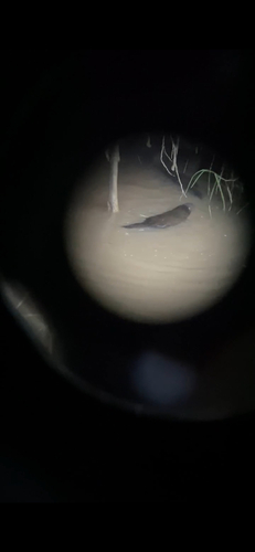 Ornithorhynchus anatinus, 2026-10-28