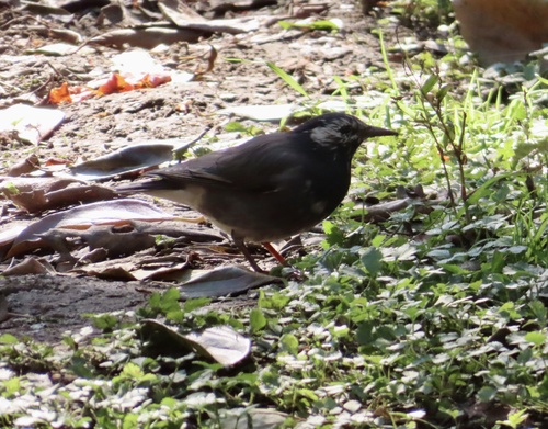 Spodiopsar cineraceus observed 2026-10-28