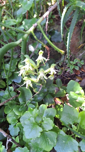 Habenaria observed 2026-10-27