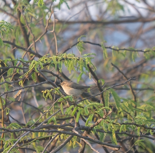 Phylloscopus observed 2026-10-28