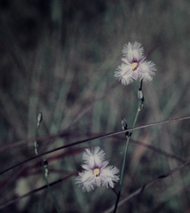 Thysanotus banksii