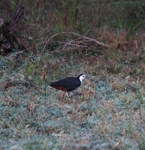 Amaurornis phoenicurus observed 2026-10-28