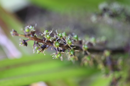 Astelia nervosa observed 2026-10-25
