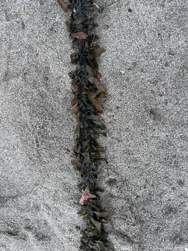 Egregia menziesii observed 2026-10-27