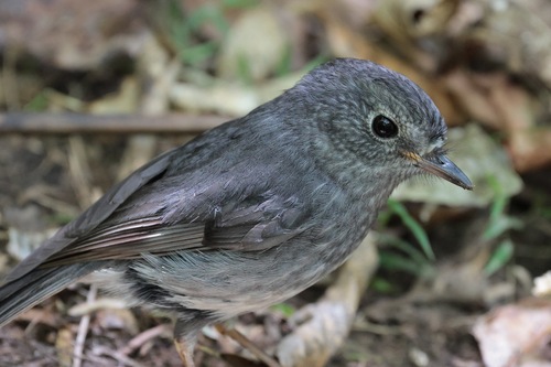 Petroica australis observed 2026-10-28