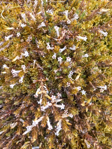 Styphelia observed 2026-10-28