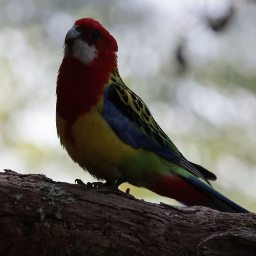 Platycercus eximius observed 2026-10-28