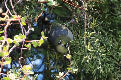 Zosterops lateralis observed 2026-10-28