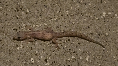 Christinus marmoratus observed 2026-10-26