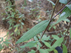 Salvia quercetorum