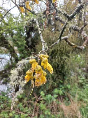 Sophora microphylla observed 2026-10-28