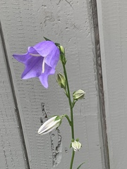 Campanula persicifolia