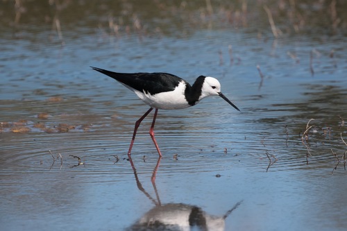 Himantopus leucocephalus observed 2026-10-28