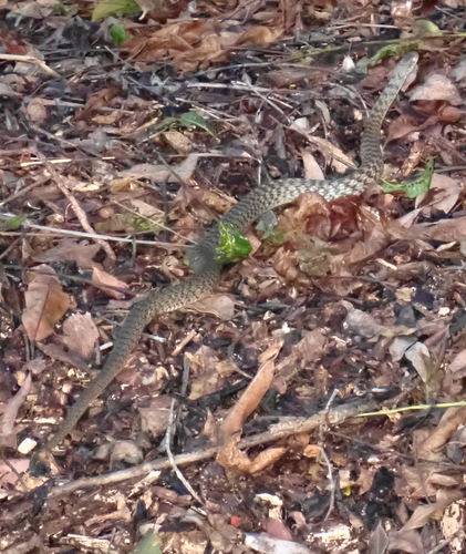 Tropidonophis observed 2026-10-26