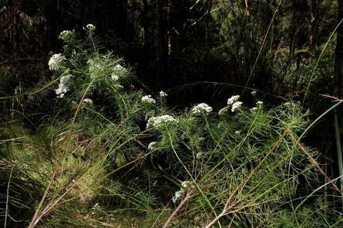 Image of Olearia glandulosa by (c) Russell Best, some rights reserved (CC BY)