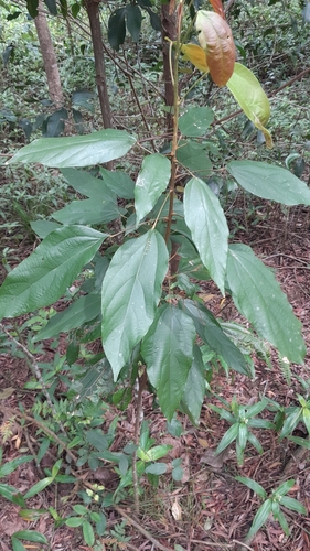 Mallotus philippensis observed 2026-10-28