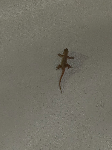 Hemidactylus frenatus observed 2026-10-27