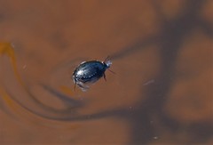 Dytiscidae