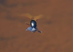 Dytiscidae