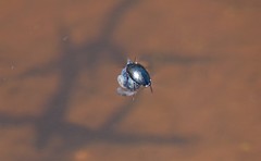 Dytiscidae