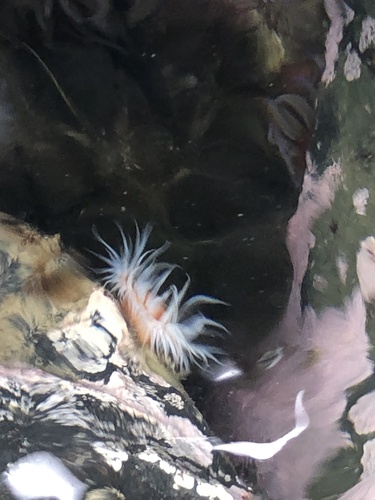 Actinothoe observed 2026-10-28
