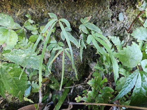 Pteris observed 2026-10-28