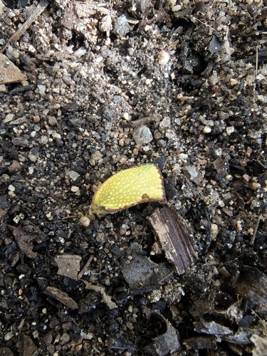 Marginella observed 2026-10-28