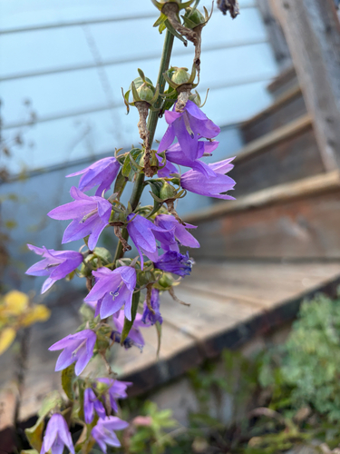 Campanula rapunculoides observed 2026-10-27