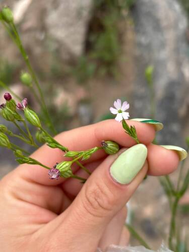 Silene antirrhina observed 2026-10-06