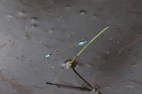 Ischnura observed 2026-10-28
