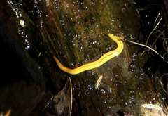 Fletchamia mediolineata