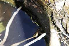 Fletchamia mediolineata