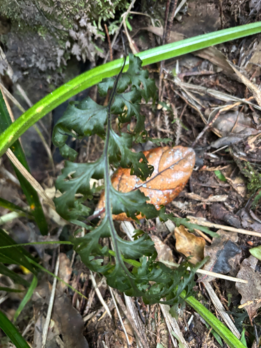 Hymenophyllum observed 2026-10-27