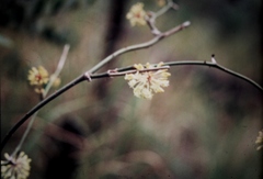 Smilax australis