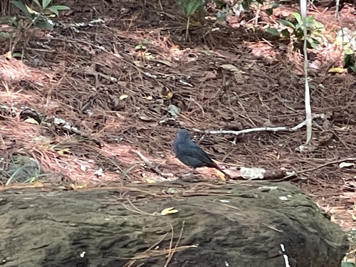 Rhyacornis fuliginosa, 2026-10-28