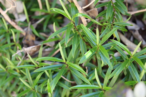 Veronica macrocarpa observed 2026-10-25