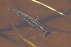 Dytiscidae