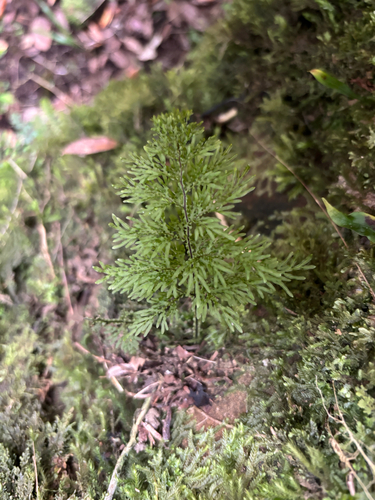 Hymenophyllum observed 2026-10-27