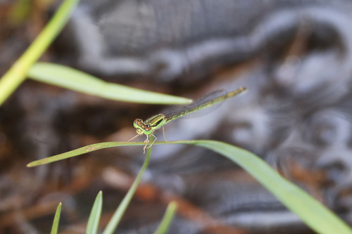 Ischnura observed 2026-10-28