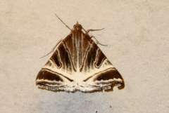 Phrataria replicataria