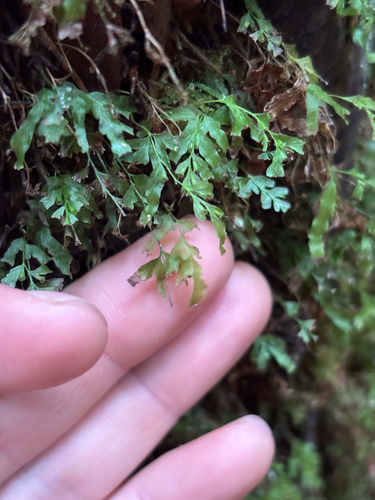 Polyphlebium venosum observed 2026-10-27