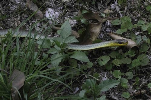 Dendrelaphis observed 2026-10-27