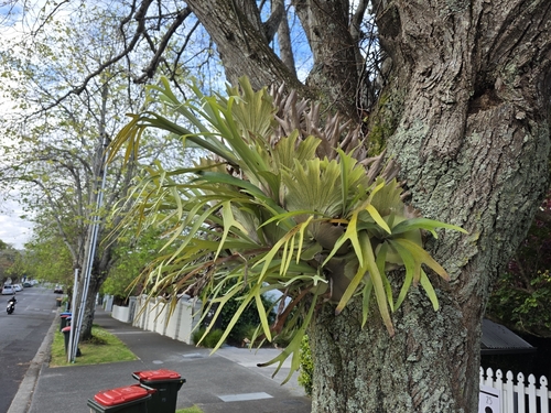 Platycerium observed 2026-10-28