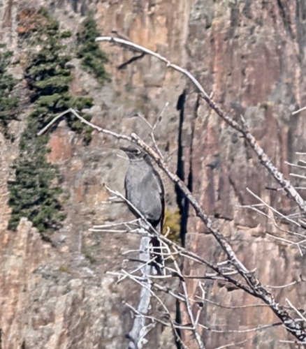 Myadestes townsendi observed 2026-10-27
