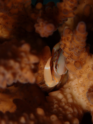 Acropora observed 2026-10-26