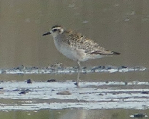 Pluvialis fulva observed 2026-10-28