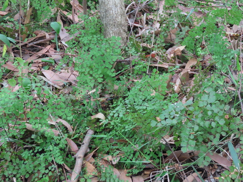 Adiantum aethiopicum observed 2026-10-27